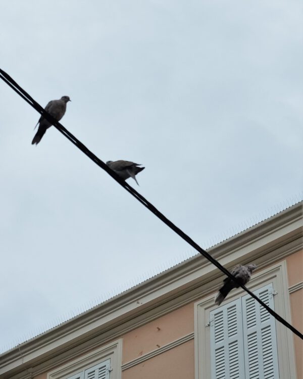 Pigeons_on a wire